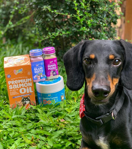 Saiki the dachshund